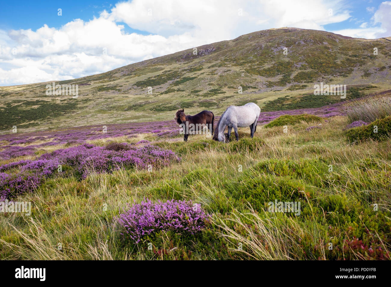 Poneys sauvages Carneddau, mare et son poulain sur les collines au nord du parc national de Snowdonia en été. Llanfairfechan, Conwy, Pays de Galles, Royaume-Uni, Angleterre Banque D'Images