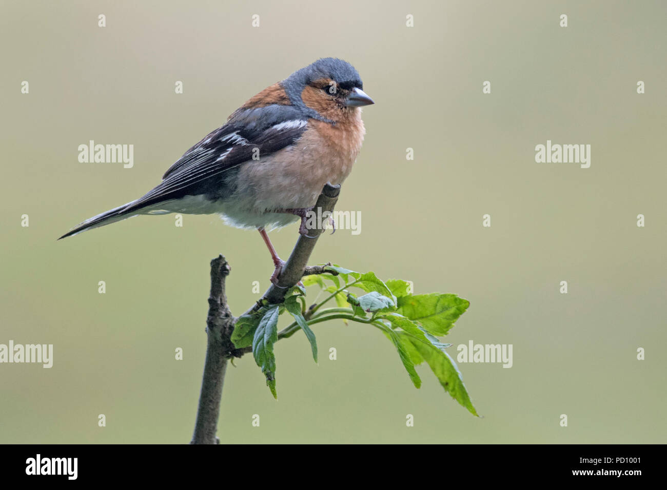 Mâle juvénile (Fringilla coelebs Chaffinch) perché sur branch Banque D'Images