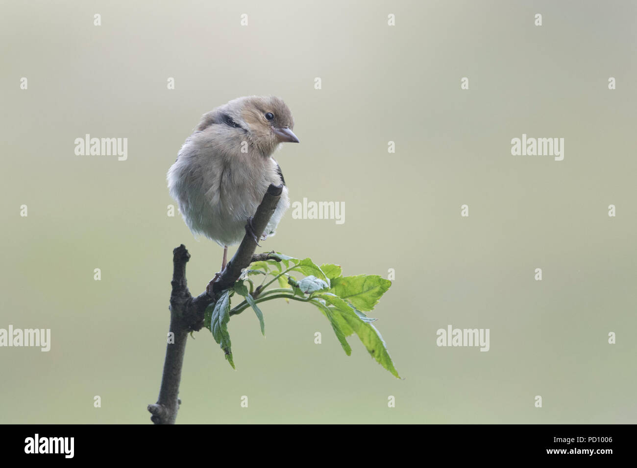 Femelle juvénile (Fringilla coelebs Chaffinch) perché sur branch Banque D'Images