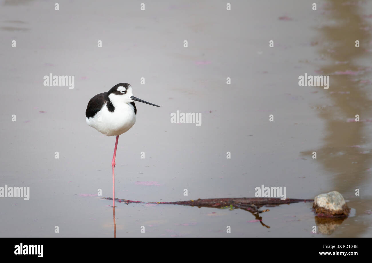 Debout sur échasses 1 jambe dans un lac Banque D'Images