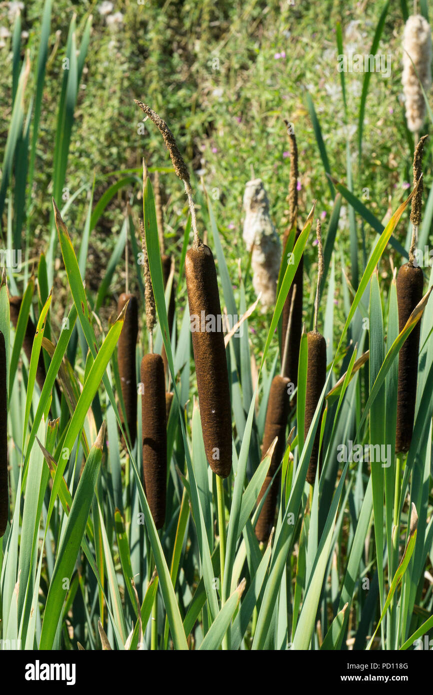 Reed Mace Banque D'Images