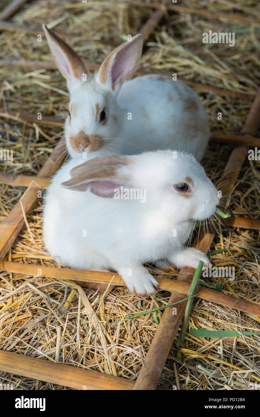 Deux bébés lapins blanc mignon mange de l