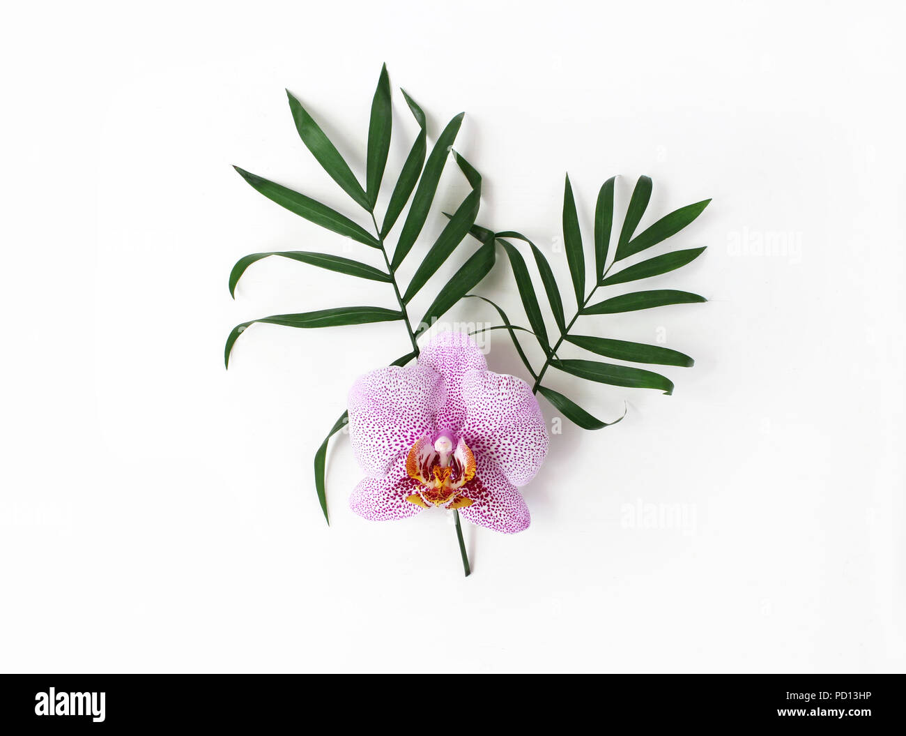 Stock photo style. Composition florale Jungle de feuilles de palmier vert et rose fleur d'orchidée Phalenopsis isolé sur fond blanc. Des vacances tropicales, vacances. Mise à plat, vue du dessus. Banque D'Images