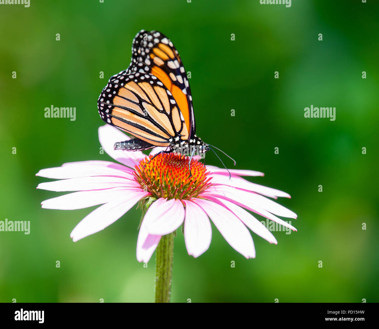 Colorful le monarque (Danaus plexippus) se nourrissant de cône rose fleur dans le jardin de spéculateur, New York, NY USA Banque D'Images