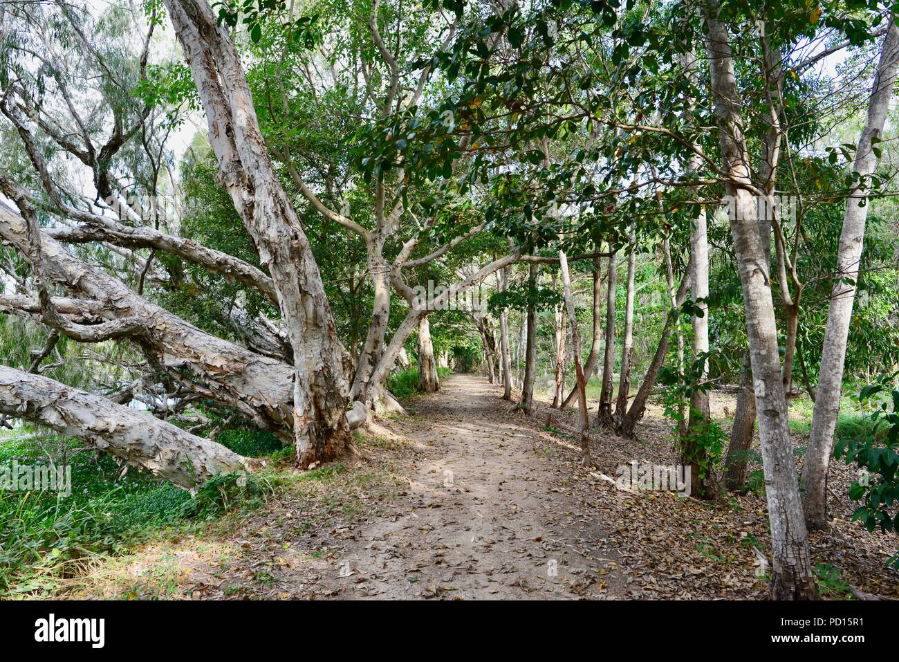 Paperbark melaleucas ou à proximité d'une rivière, Booroona sur le sentier pédestre de Ross River, Rasmussen, 4815 Australie QLD Banque D'Images