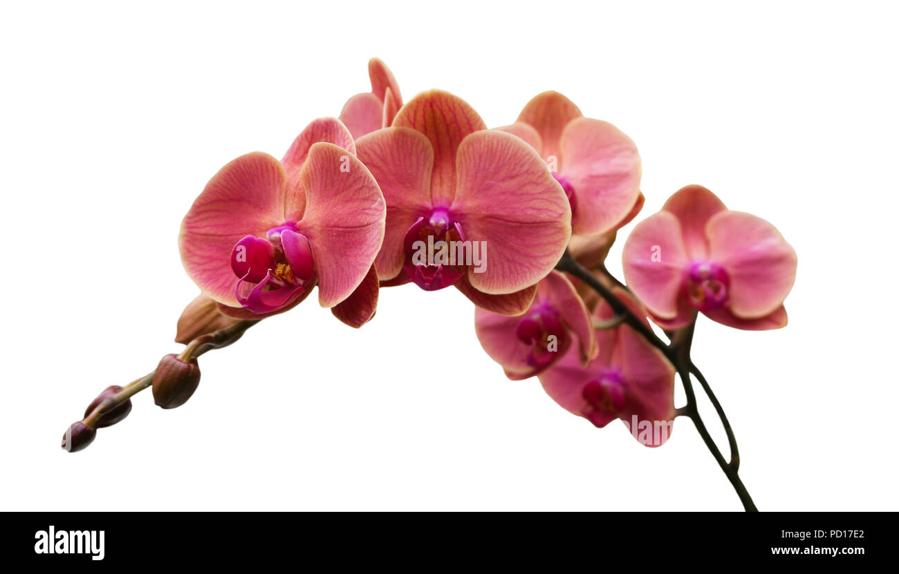 Orchird Branche Fleurs isolated on White Banque D'Images