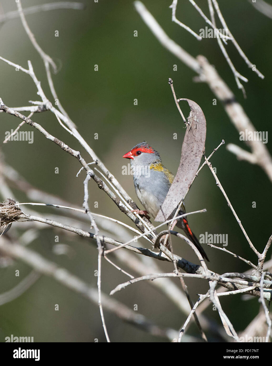 Red-browed Finch (Neochmia temporalis), Biboohra, Sant'Anna Arresi, Far North Queensland, Queensland, Australie, FNQ Banque D'Images