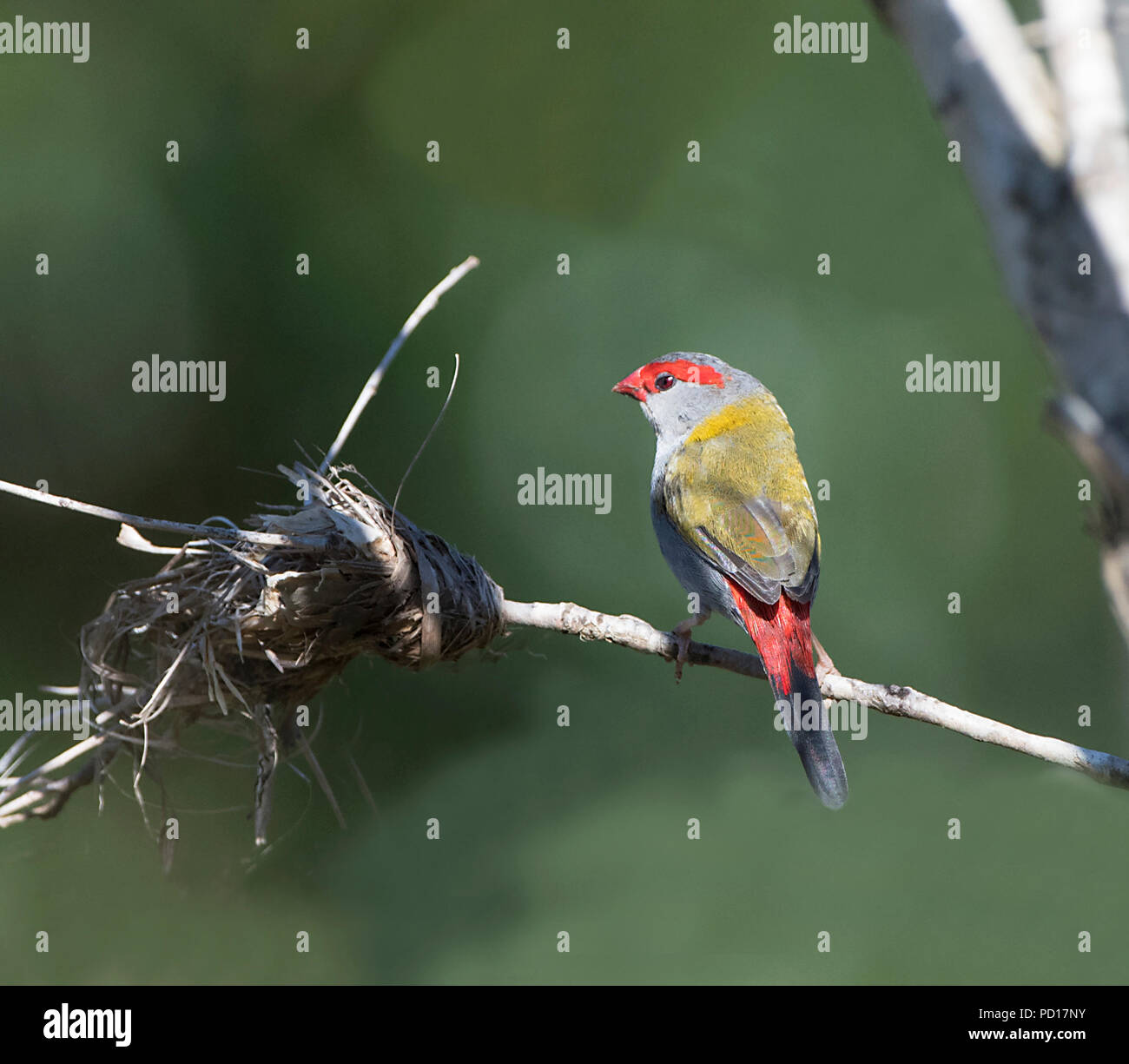 Red-browed Finch (Neochmia temporalis), Biboohra, Sant'Anna Arresi, Far North Queensland, Queensland, Australie, FNQ Banque D'Images
