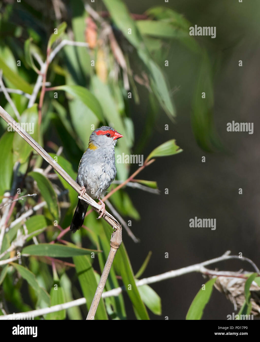 Red-browed Finch (Neochmia temporalis), Biboohra, Sant'Anna Arresi, Far North Queensland, Queensland, Australie, FNQ Banque D'Images