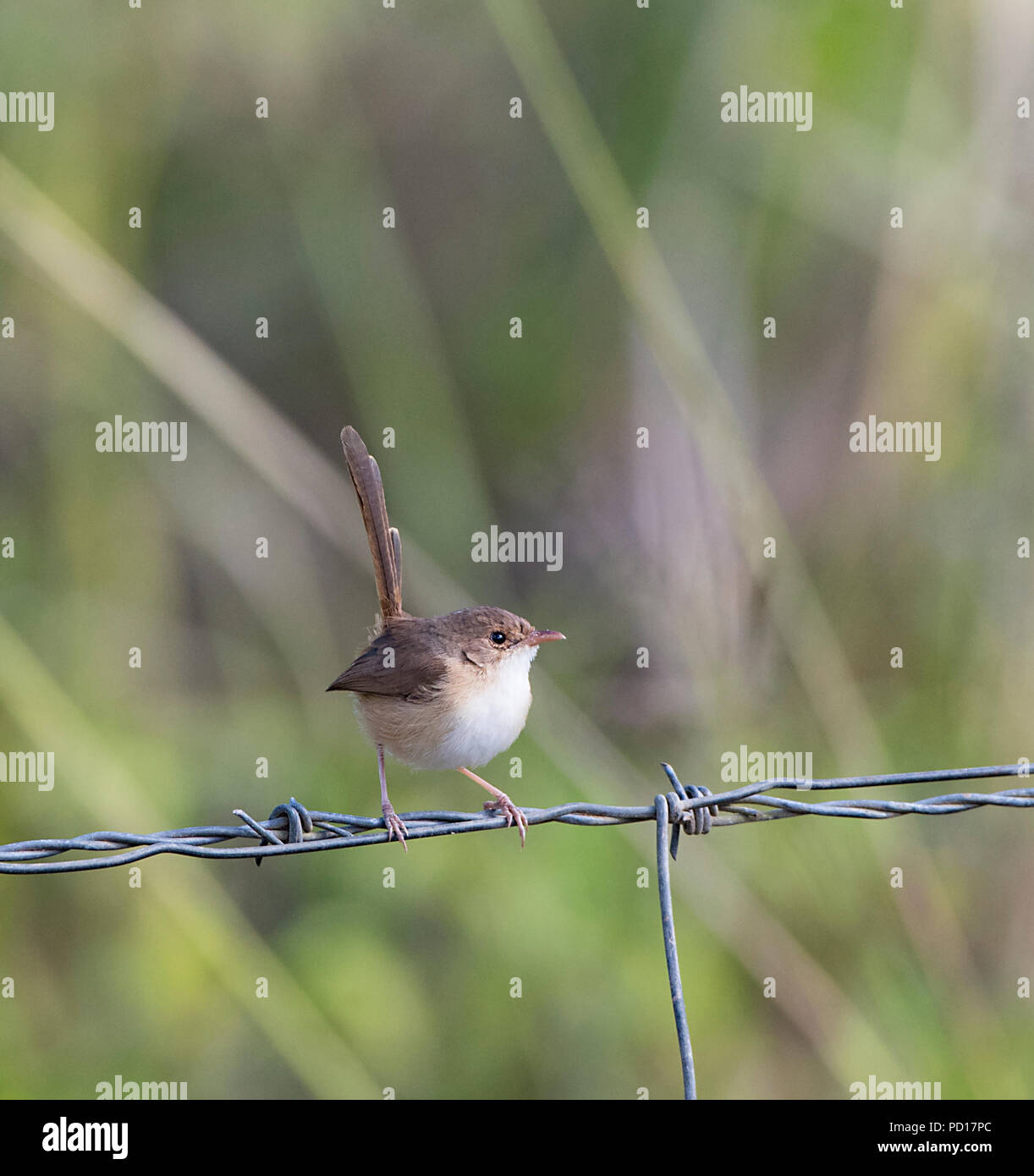 La femelle-Fairy wren (Malurus melanocephalus) perché sur un fil, Biboohra, Atherton Tableland, Far North Queensland, Queensland, Australie, FNQ Banque D'Images