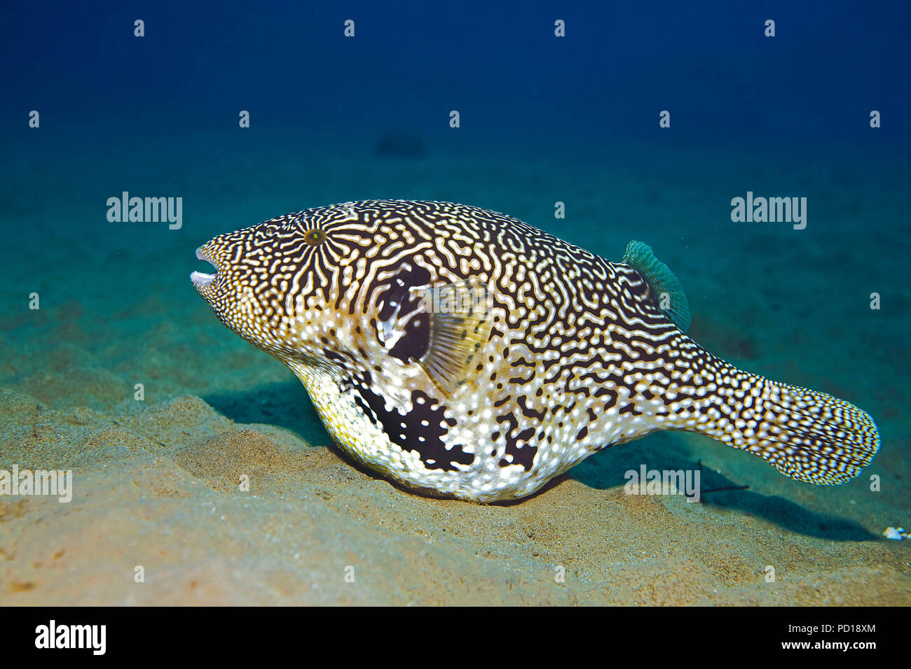 Mappa-Kugelfisch (Arothron mappa) auf dem Meeresgrund, Moalboal, Cebu, Philippinen | Site puffer (Arothron mappa) sur mer, Moalboal, Cebu, Philippin Banque D'Images