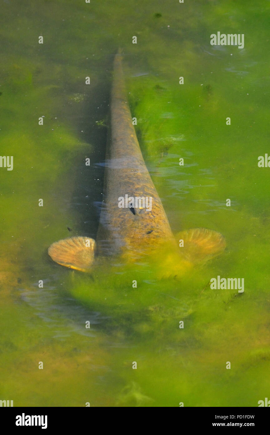 Befordshire, UK. 5 août 2018. La faune. Monster 5 Silure pied repéré en étang au Wrest Park, ce poisson est un silure Européen (Silurus glanis) , le plus grand poisson d'eau douce trouvés en Europe. Il a été introduit dans les eaux britanniques par le duc de Bedford à Woburn Abbey dans les années 1880. Parc Wrest, Silsoe, Bedfordshire, England UK Banque D'Images