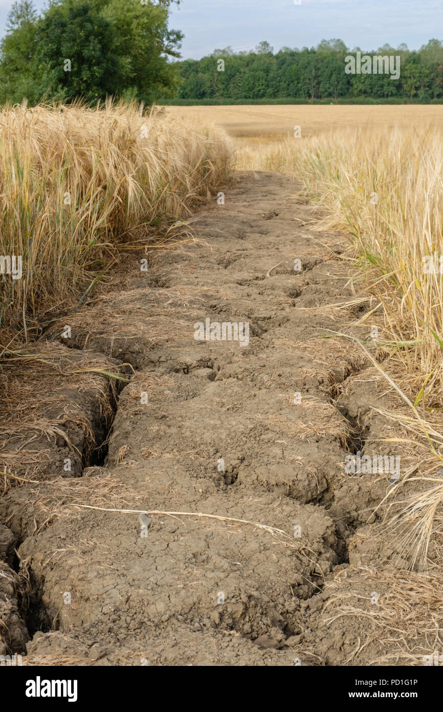Nottinghamshire, Angleterre, Royaume-Uni. 5 août 2018. Météo britannique. La canicule de l'été de 2018 continue d'être chauds et secs. Terres agricoles a montré des signes de fissuration du sol en raison du manque d'eau. Cette image montre les résultats de la sécheresse du sol. Banque D'Images