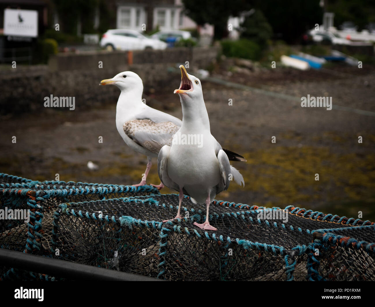 Mouette crier e le port de Portree, Scoland Banque D'Images