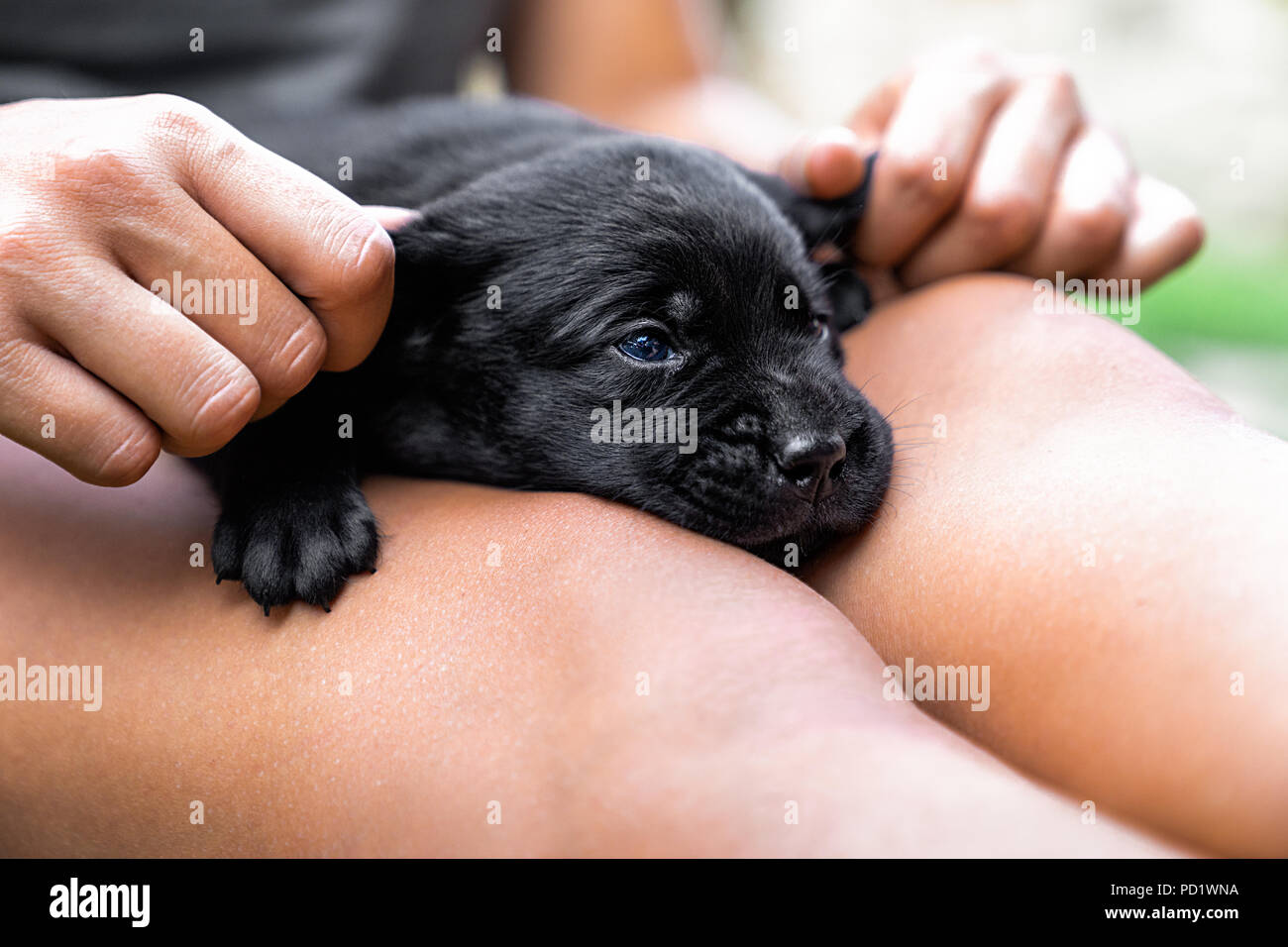Jeune labrador retriever dog puppy pet Banque D'Images