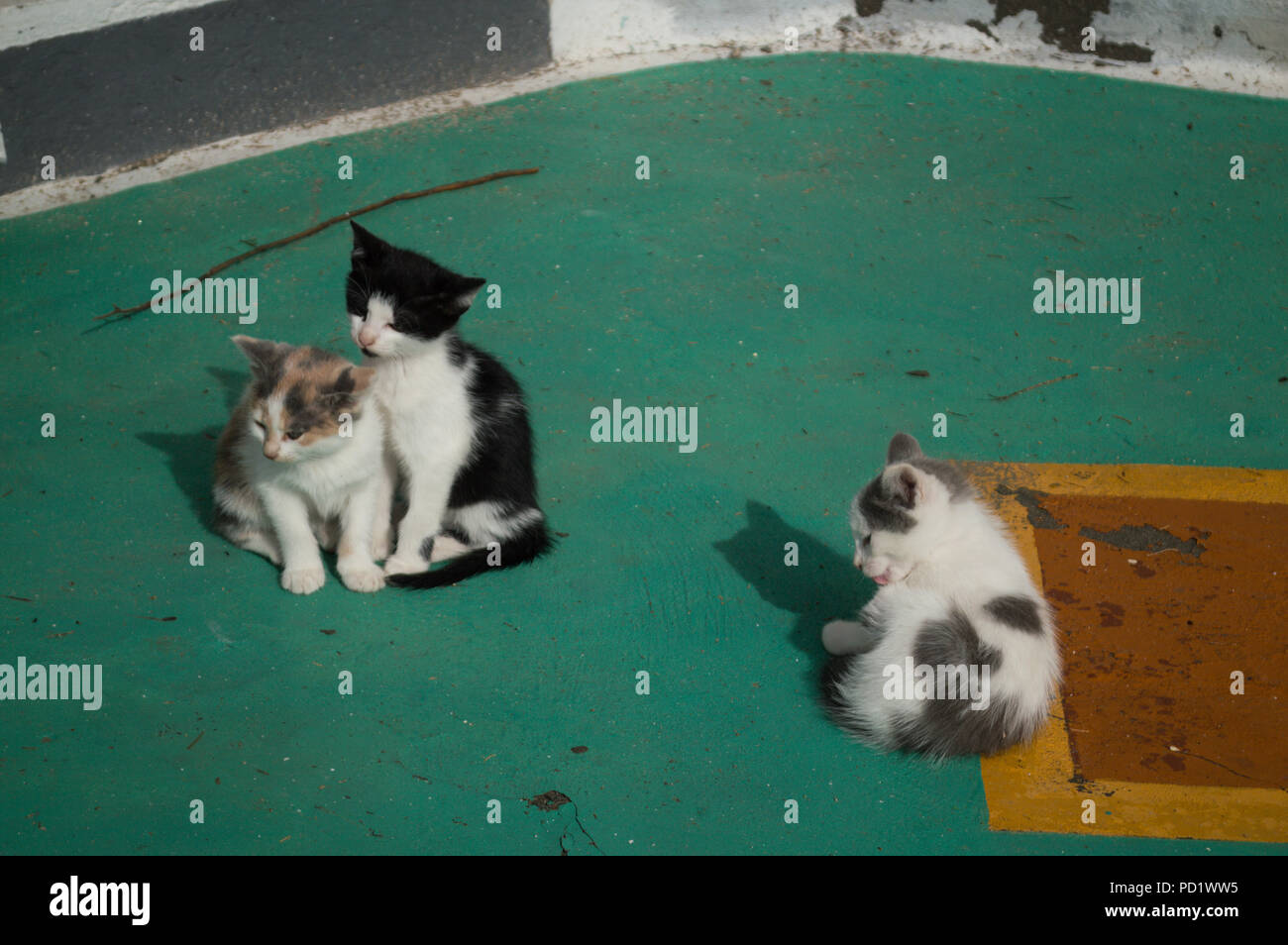 Bebe Chatons Dans Village De Pecheurs Mandrakia Milos Cyclades Grece Photo Stock Alamy