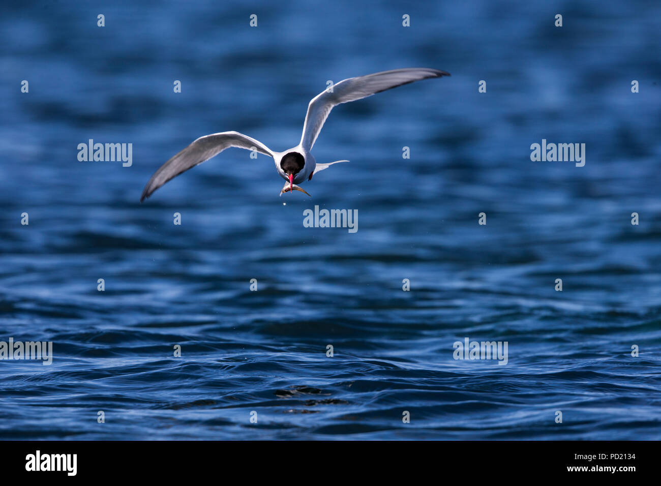 Sterne arctique (Sterna paradisaea), la collecte des lançons pour les jeunes Banque D'Images