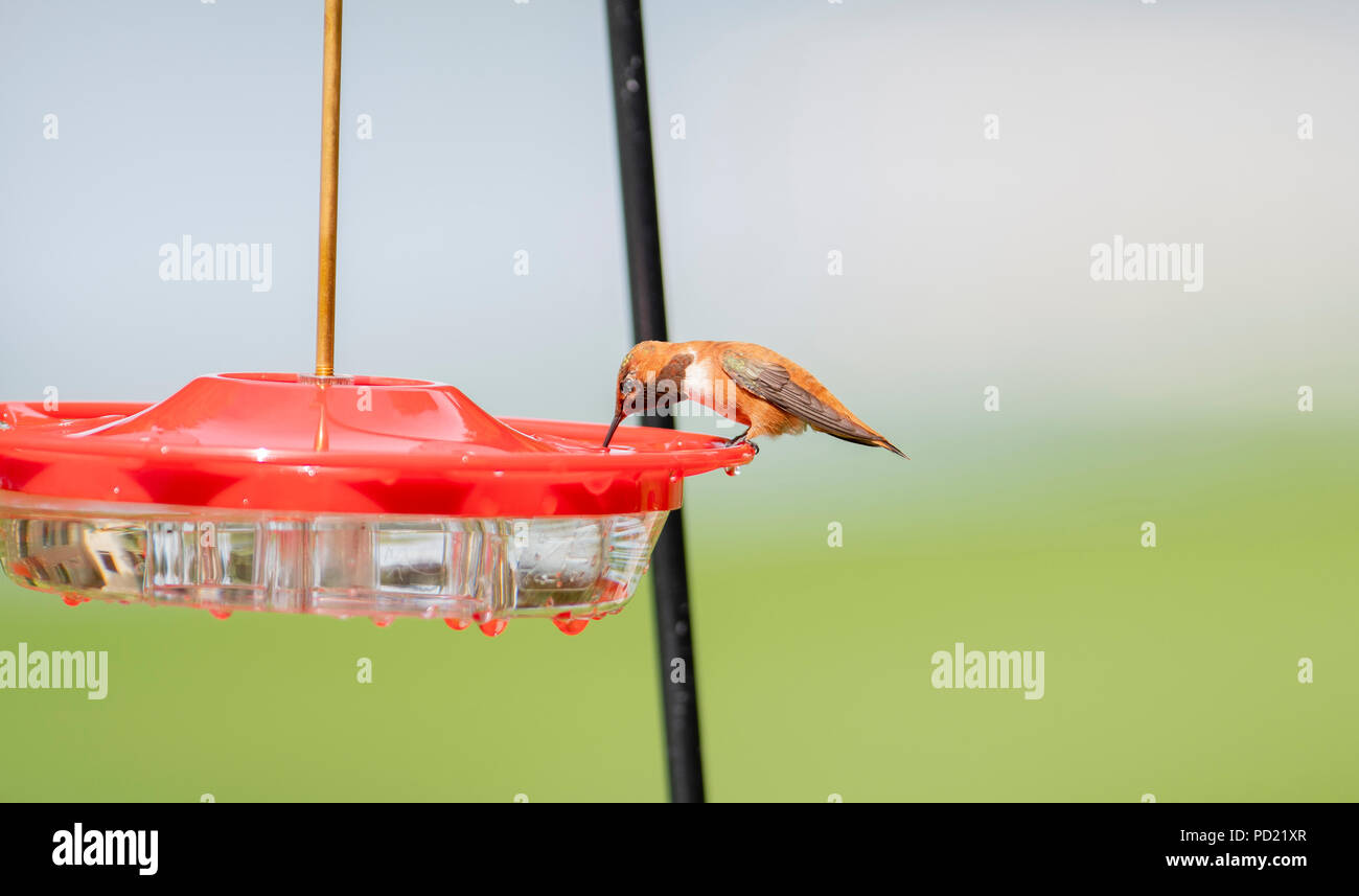 Brillant mâles adultes (le colibri Selasphorus rufus) à un bac d'eau de sucre au Colorado Banque D'Images