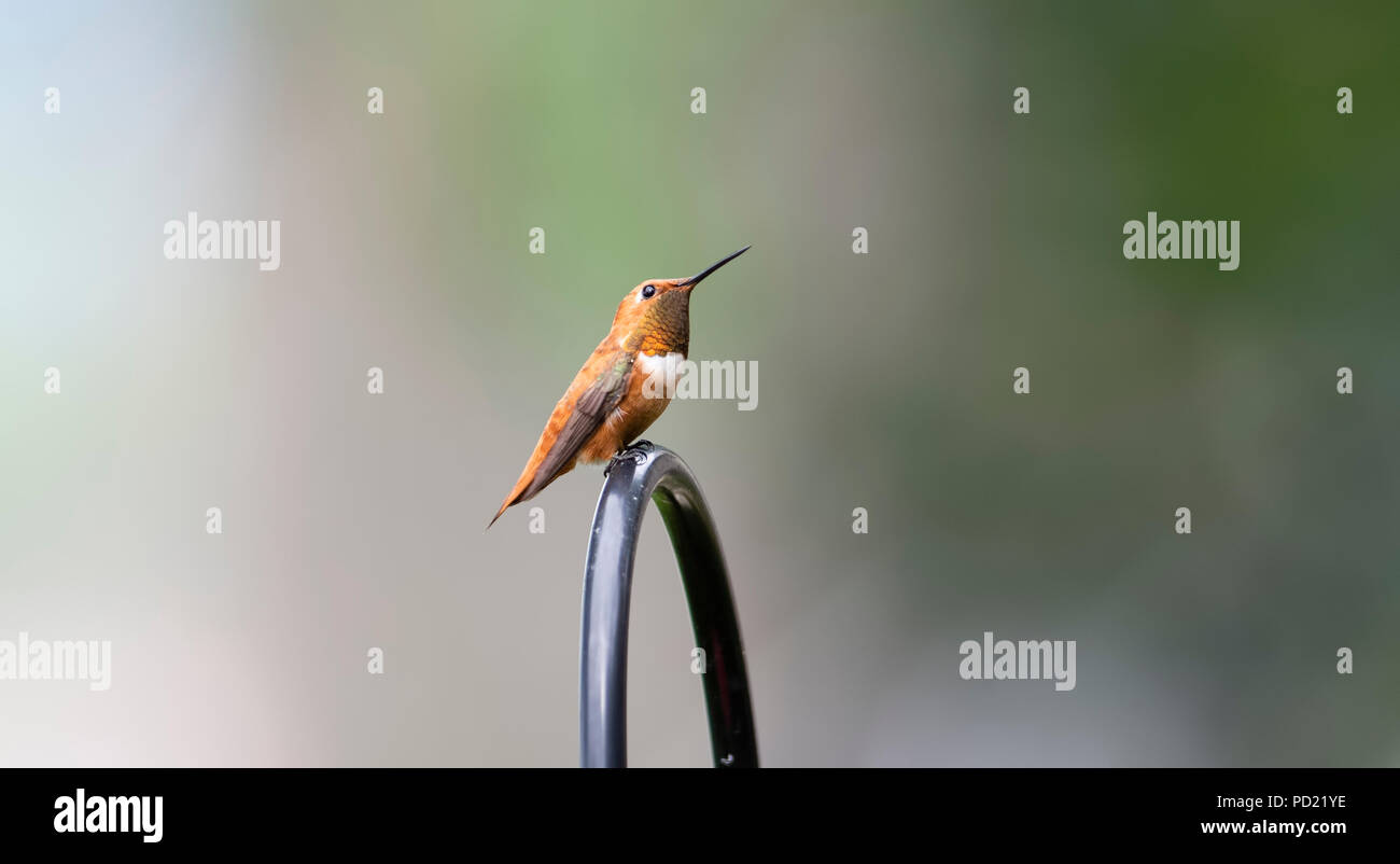 Brillant mâles adultes (le colibri Selasphorus rufus) à un bac d'eau de sucre au Colorado Banque D'Images