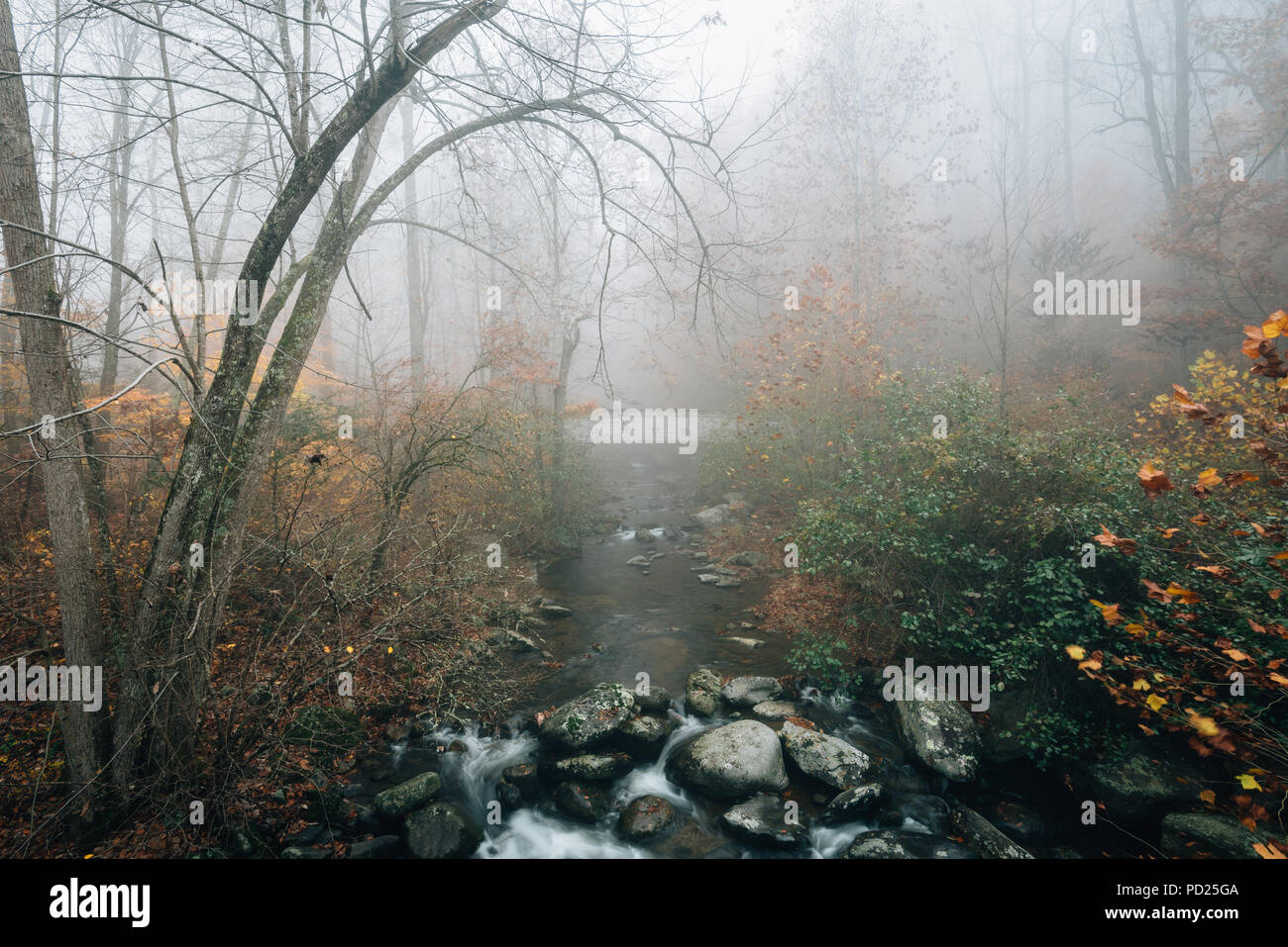 Compte tenu de l'automne brumeux Tye, près de Crabtree Falls, dans la région de George Washington National Forest, Virginia. Banque D'Images