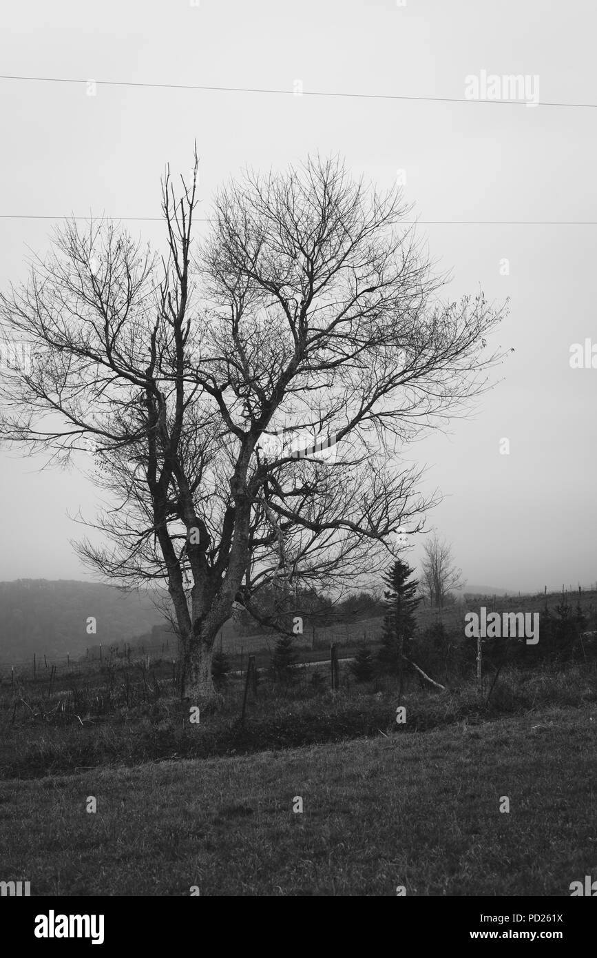 Arbre dans le brouillard, sur le Blue Ridge Parkway dans les Appalaches de la Virginie Banque D'Images