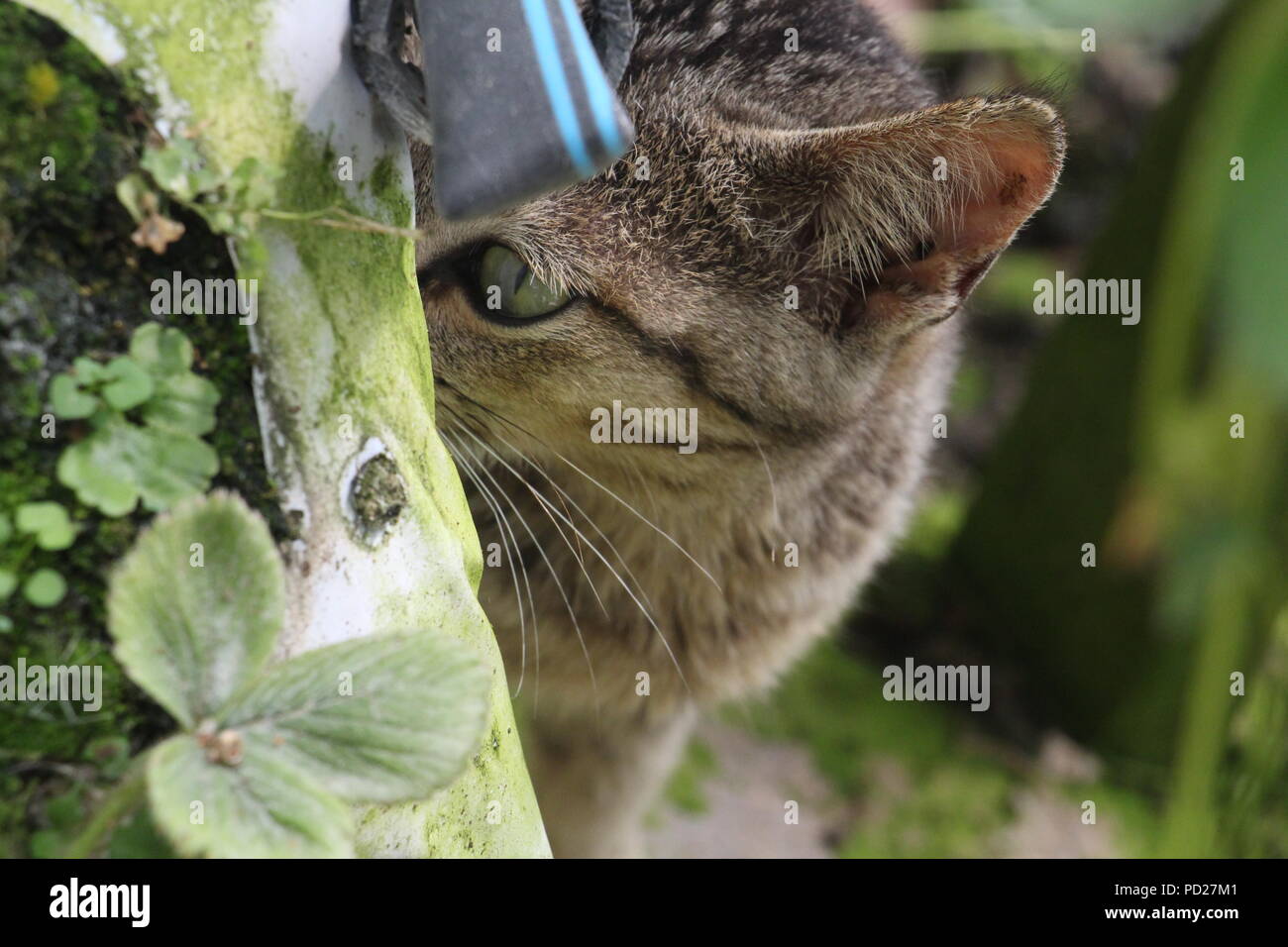 Les yeux et les oreilles du chat Banque D'Images