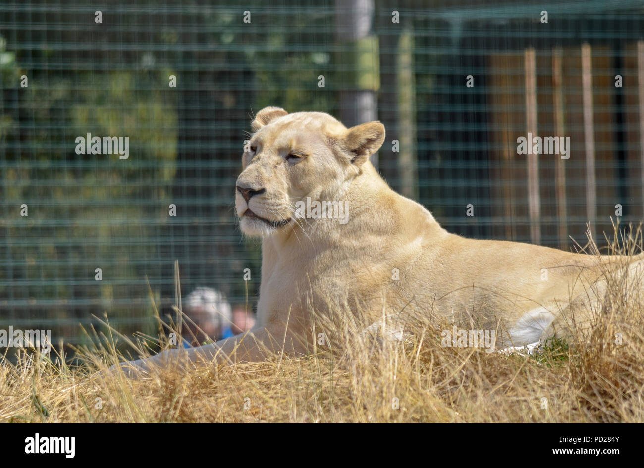 Lion blanc Banque D'Images