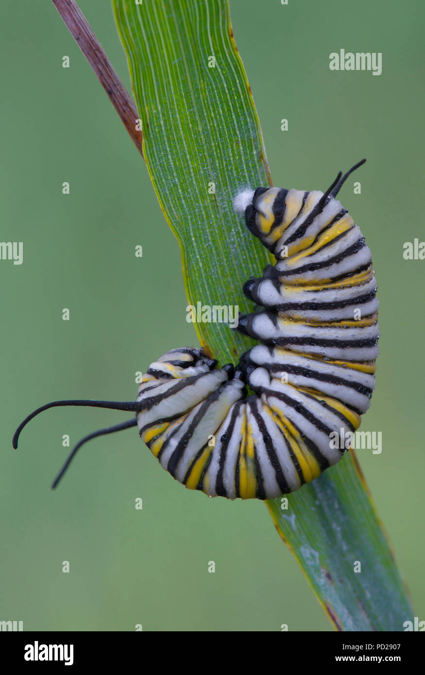 La chenille du papillon monarque (Danaus plexippus), prêts à se transformer en chrysalide, Amérique du Nord, par aller Moody/Dembinsky Assoc Photo Banque D'Images