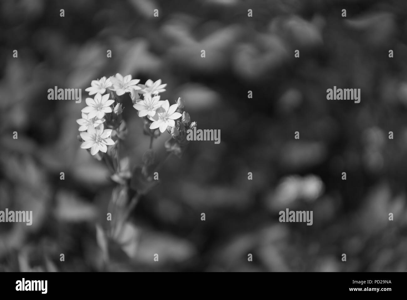 En forme de fleur sauvage 2 étoiles Banque D'Images