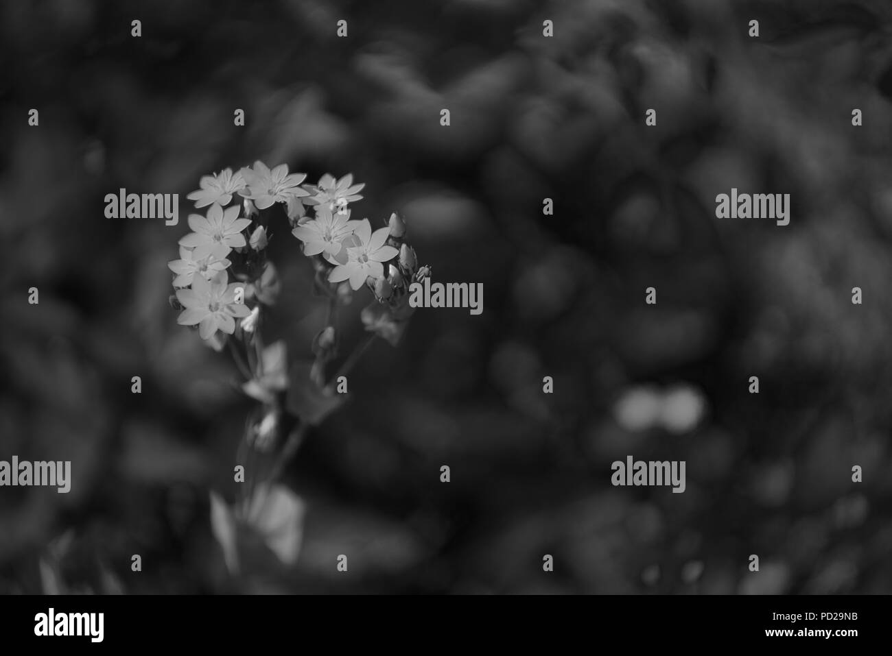 En forme de fleur sauvage 2 étoiles Banque D'Images