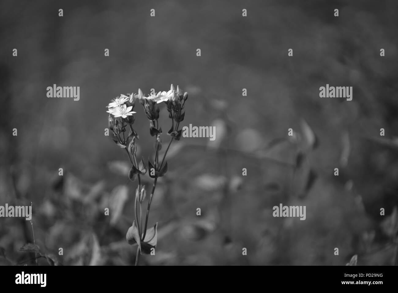 Fleur sauvage en forme d'étoile Banque D'Images