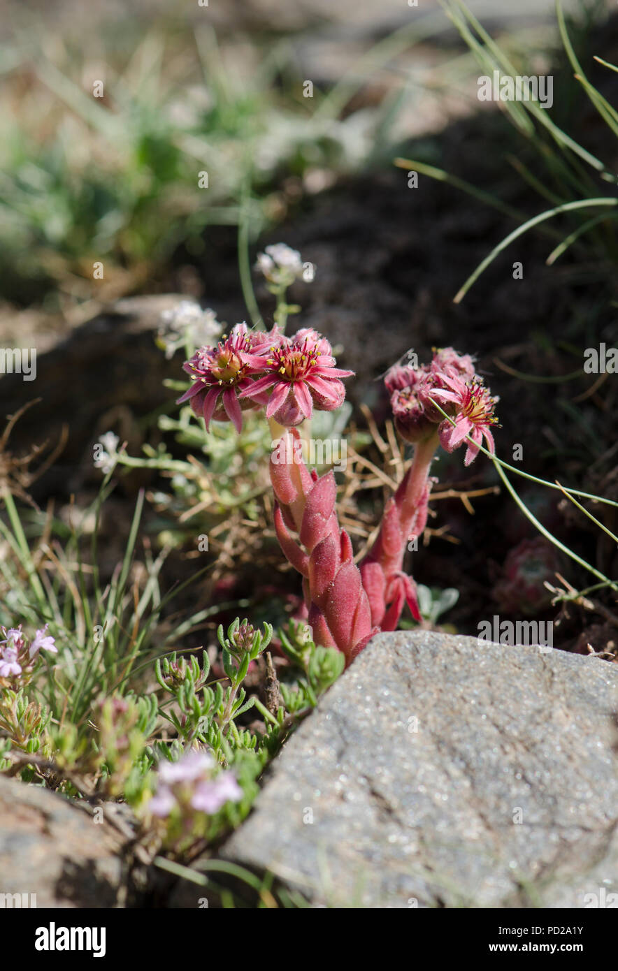 Sempervivum minutum, plante succulente, la Sierra Nevada, Granada, Espagne. Banque D'Images
