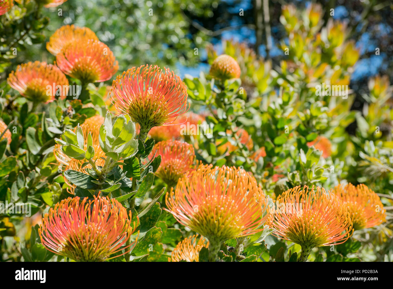 Leucospermum, Orange Blossom Lever du soleil de la Californie dans le Jardin botanique de San Francisco, Californie Banque D'Images