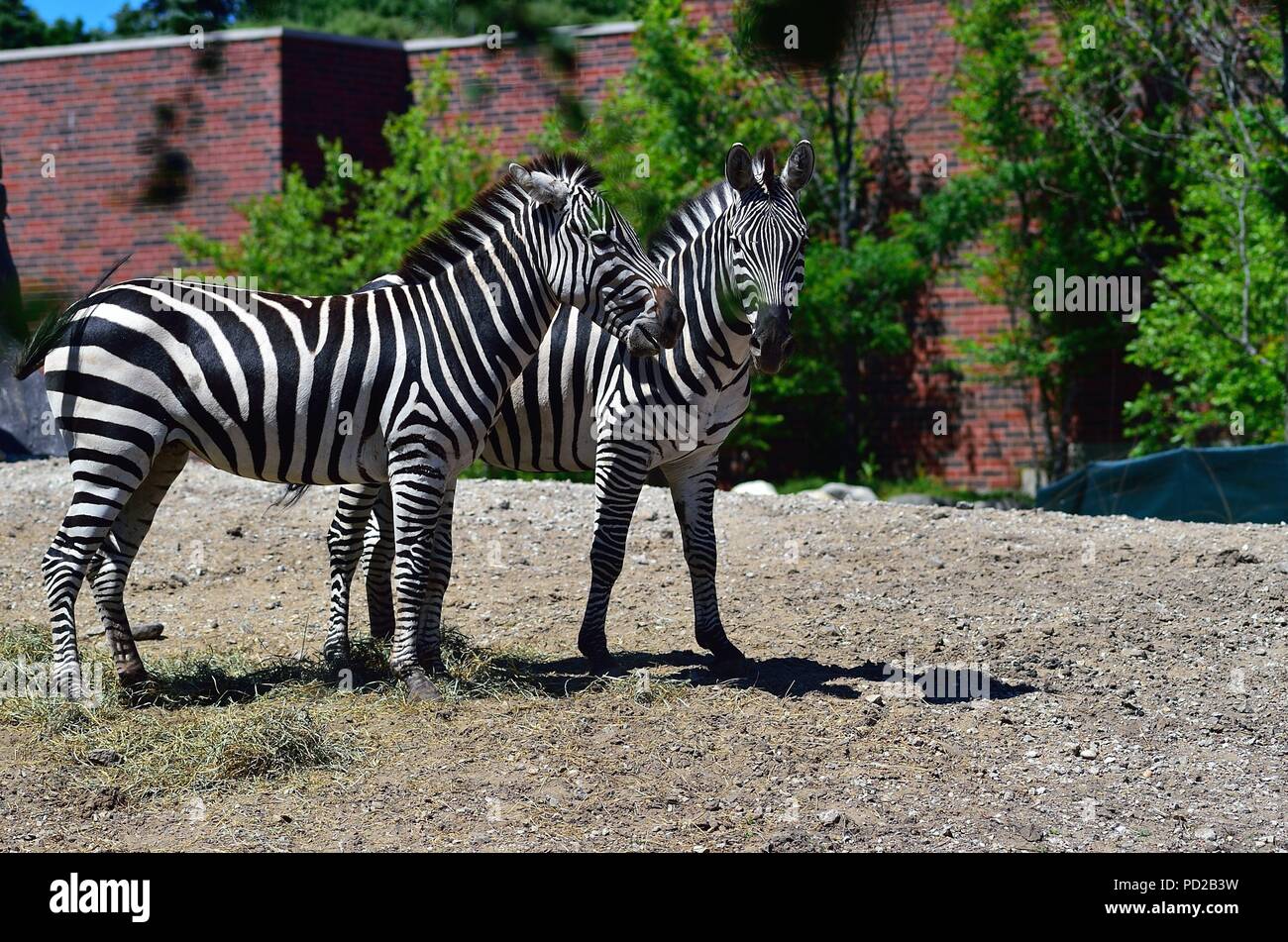 Chicago, Illinois, USA. Une paire de jeunes zèbres au Lincoln Park Zoo. Therer sont sveral variétés de zebra (équidés) tout au long de l'Afrique African contin Banque D'Images