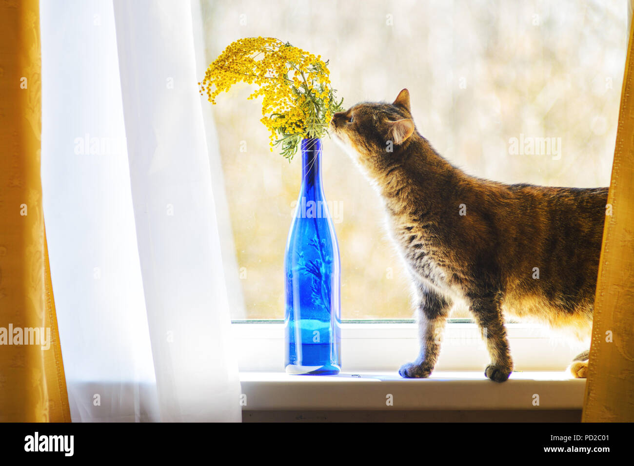 https://c8.alamy.com/compfr/pd2c01/chat-de-maison-sur-l-appui-de-fenetre-renifle-un-bouquet-de-mimosa-dans-un-vase-de-verre-bleu-pd2c01.jpg