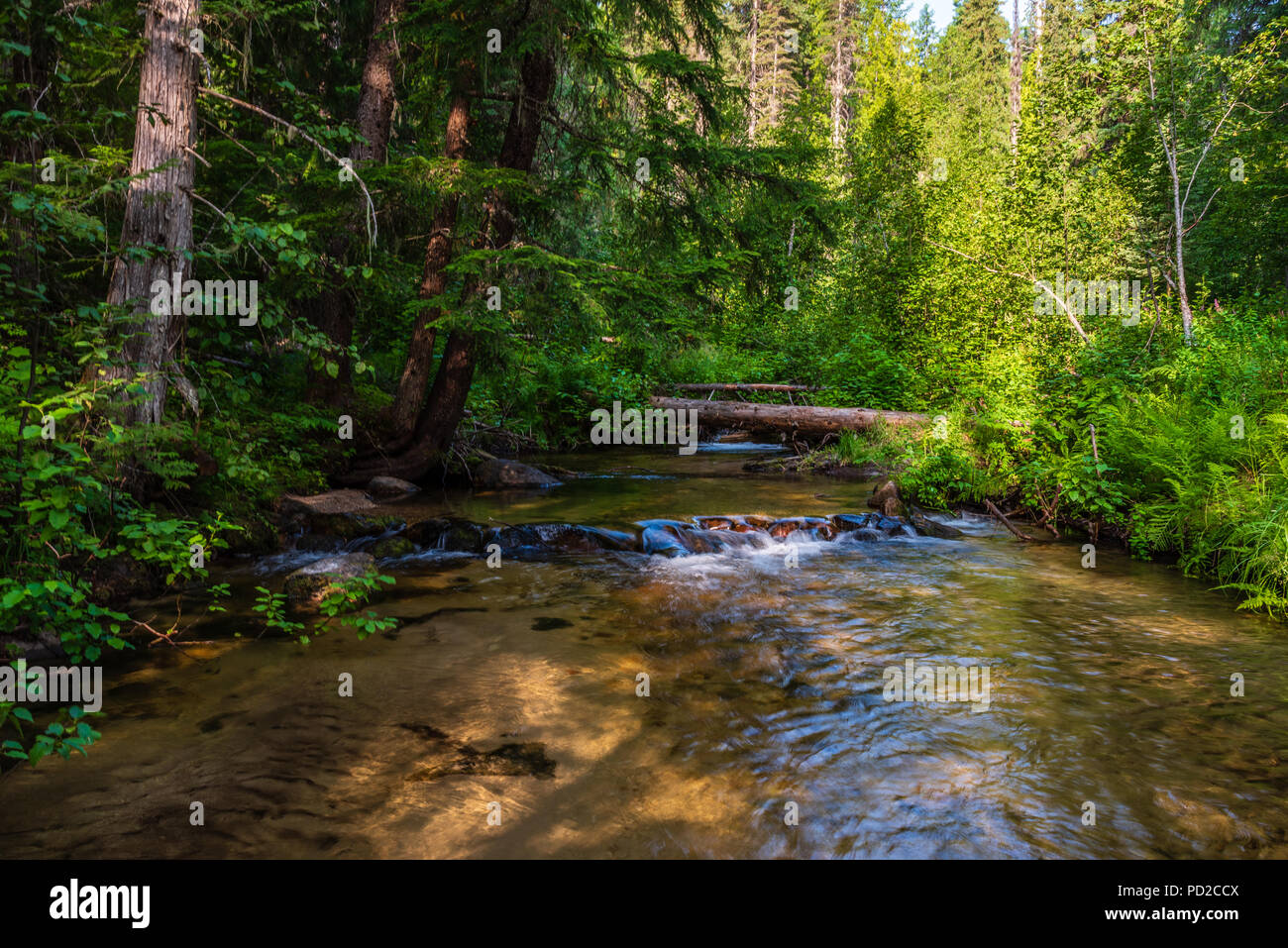 Cascades de Tacoma Creek dans la forêt nationale de Colville Banque D'Images
