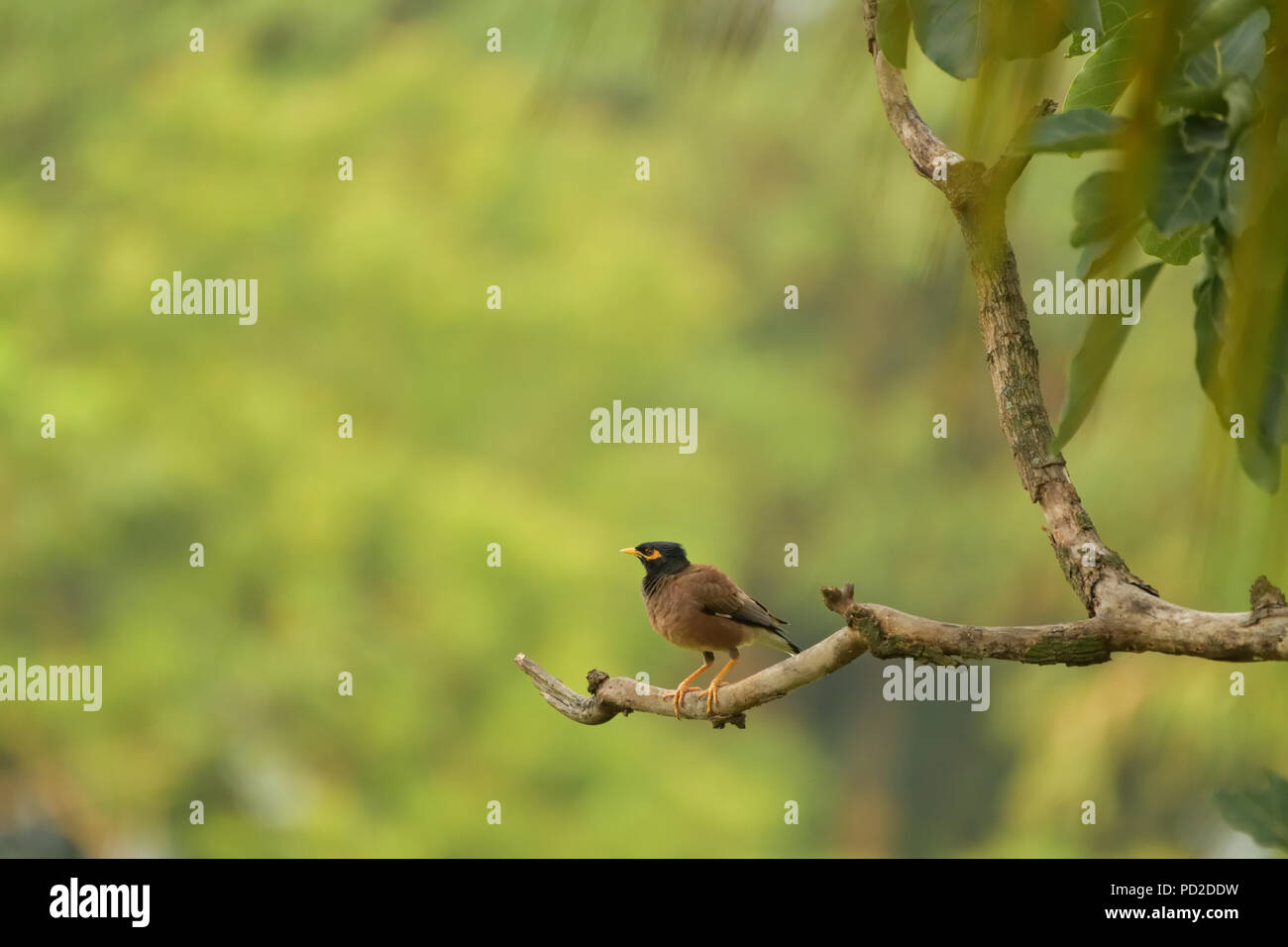 Les oiseaux sur la branche Banque D'Images