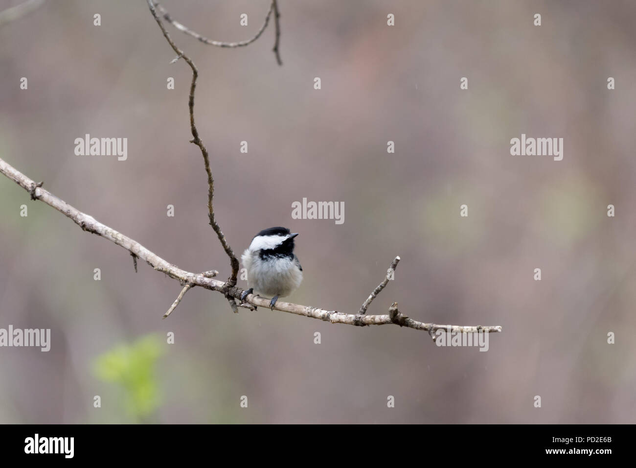 Mésange à tête noire (Poecile atricapillus) perché dans l'arbre. Banque D'Images Mésange à tête noire (Poecile atricapillus) perché dans l'arbre. Banque D'Images