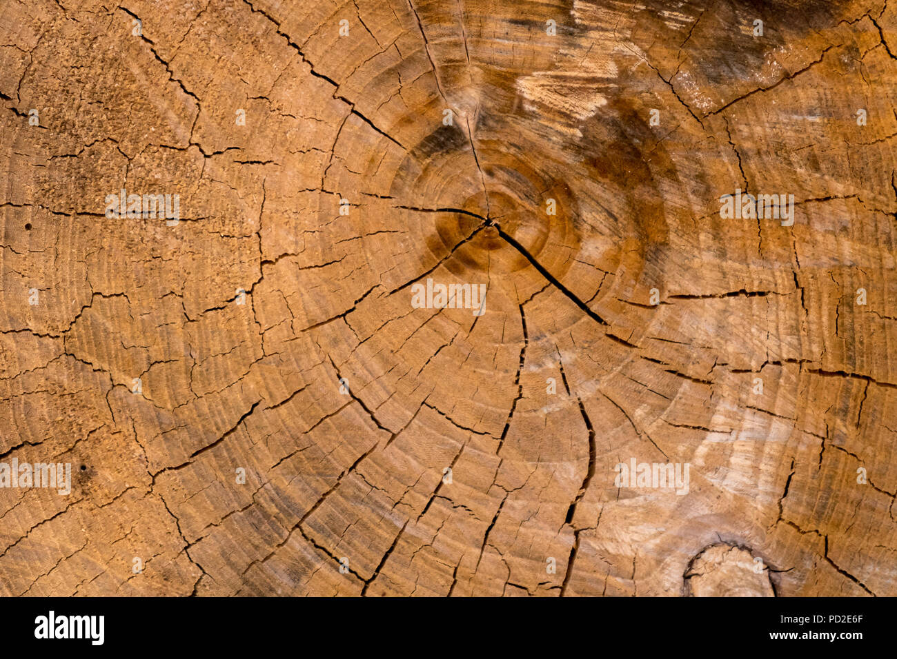Fissures et grain du bois dans la fin d'un morceau de bois de chauffage. Banque D'Images