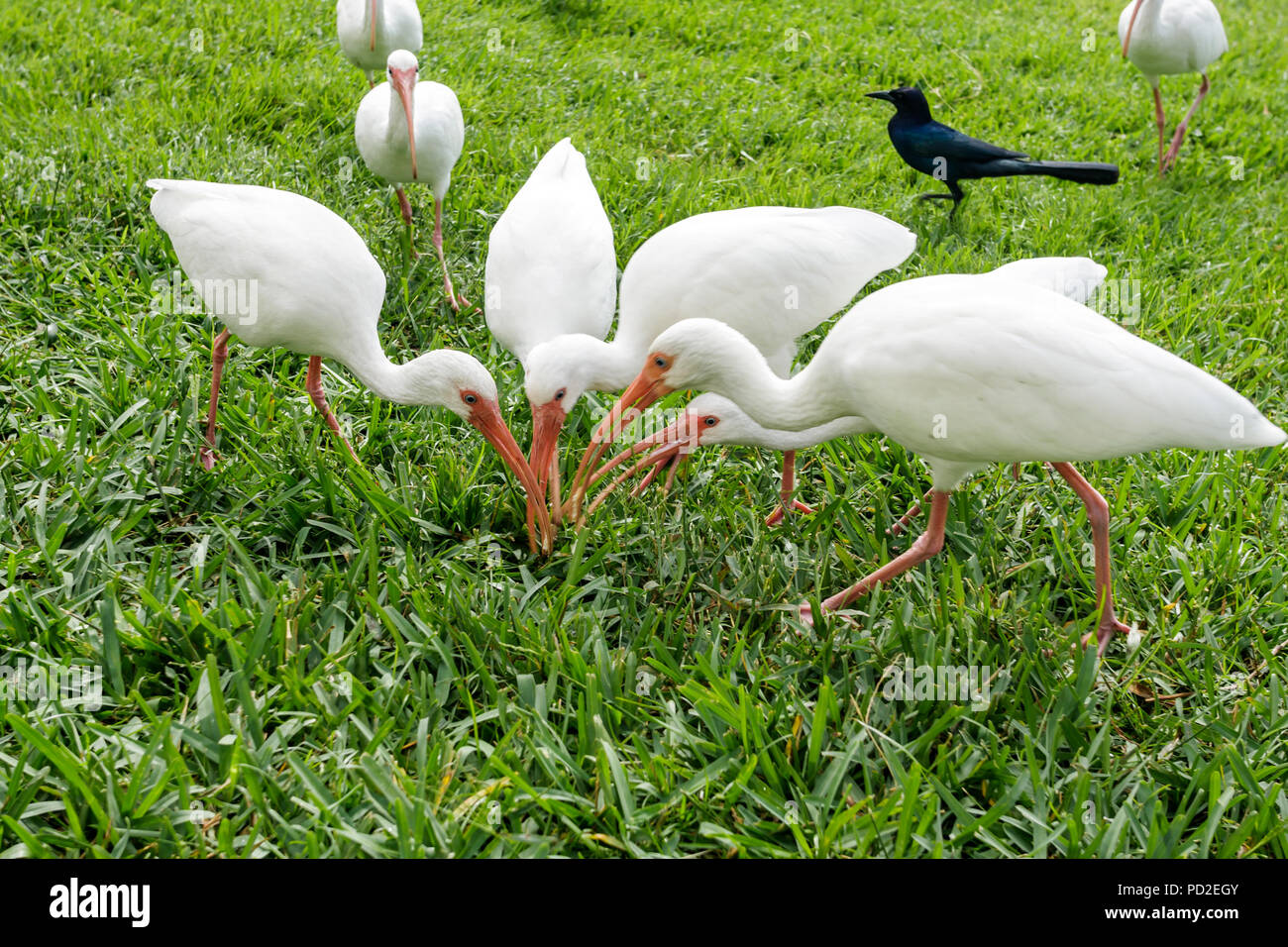 Boca Raton Florida,Palm Beach County,Marriott Residence Inn,motel,hébergement,propriété,lac, barboteuse d'oiseau,Ibis,Red bill,Eudocimus albus,blanc,plumes Banque D'Images