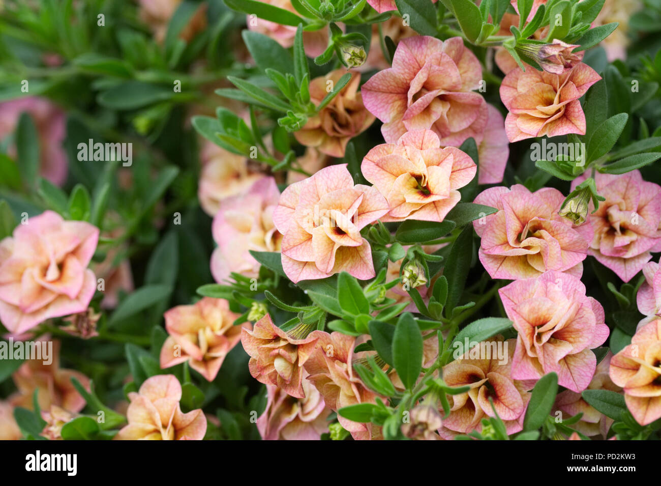 Calibrachoa pouvez pouvez Double fleurs abricot. Banque D'Images