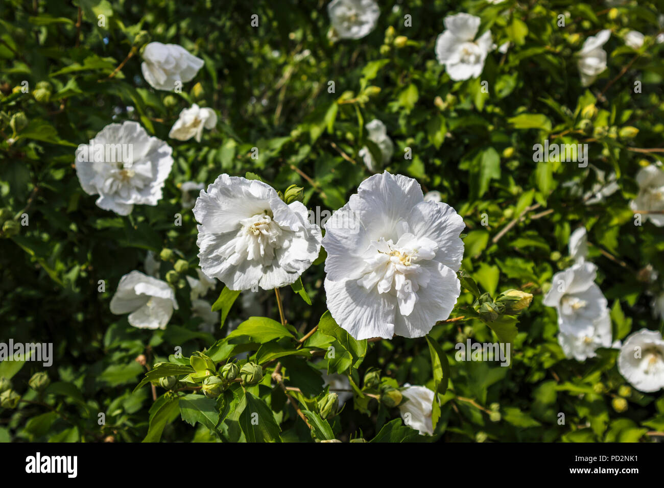 50 Rose Foncé Double de Sharon Hibiscus Syriacus Arbre à Fleurs Buisson Semences