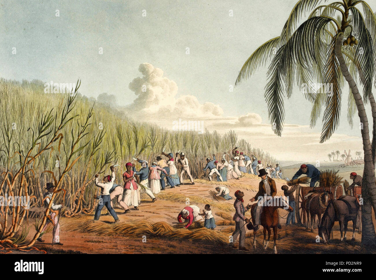 Couper les esclaves de la canne à sucre sur Antigua - William Clark, 1823 Banque D'Images