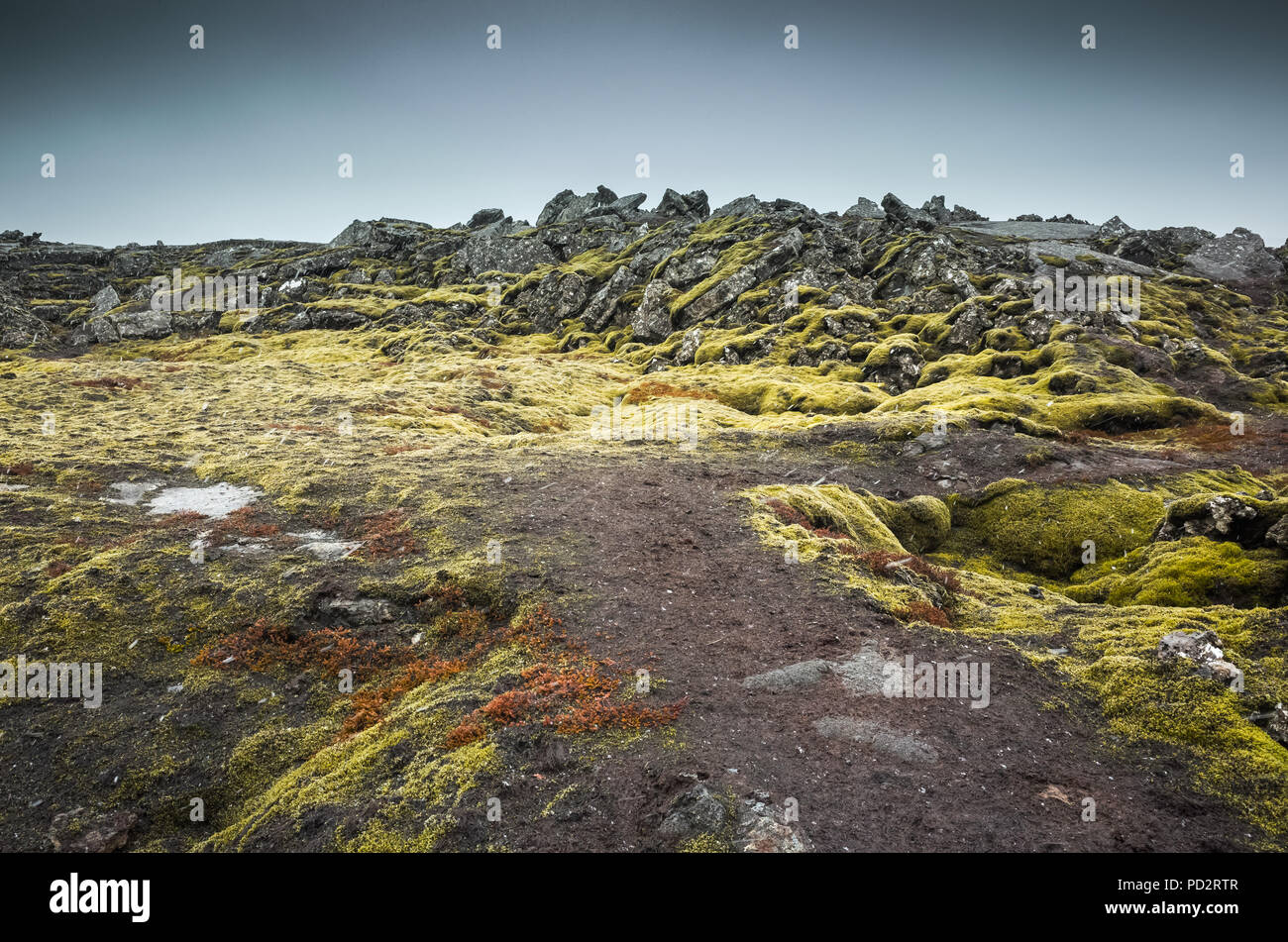 Nature de l'Islande, paysage vide avec mousse verte sur les rochers gris foncé Banque D'Images