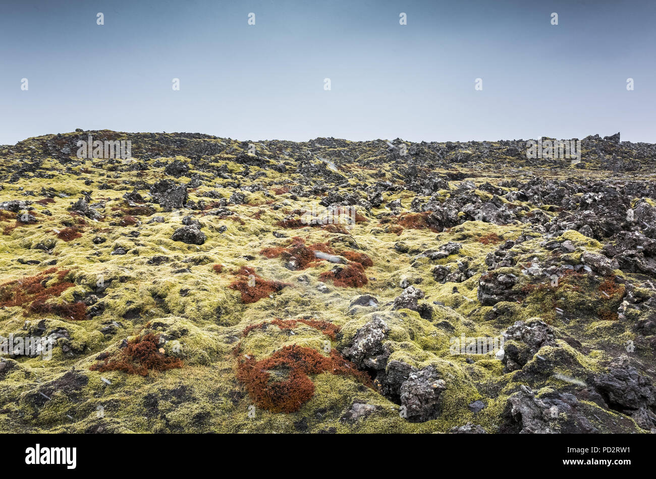 Nature de l'Islande, paysage vide avec de la mousse jaune vert foncé sur les roches humides Banque D'Images