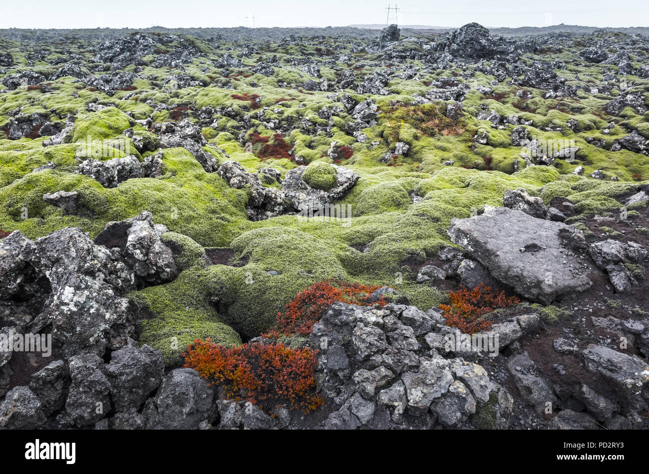 L'Islande, paysage vide avec mousse verte sur les roches humides sombres Banque D'Images
