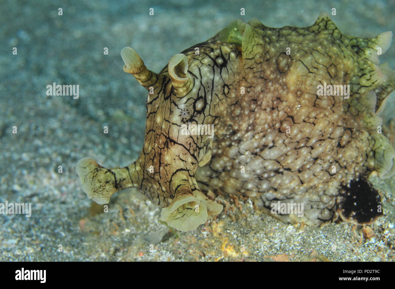 Détail de l'avant sans doute repéré (variable) d'Aplysia dactylomela lièvre de mer sur fond plat de sable. Banque D'Images
