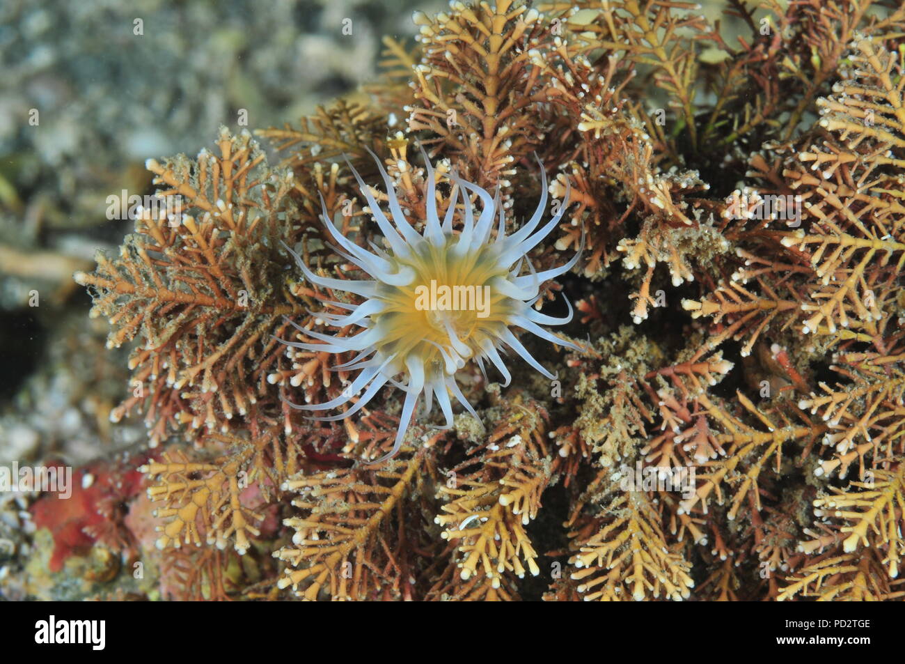Anémone tentacled blanc commun Anthothoe albocincta croissant sur arbre court-comme des algues brunes. Banque D'Images