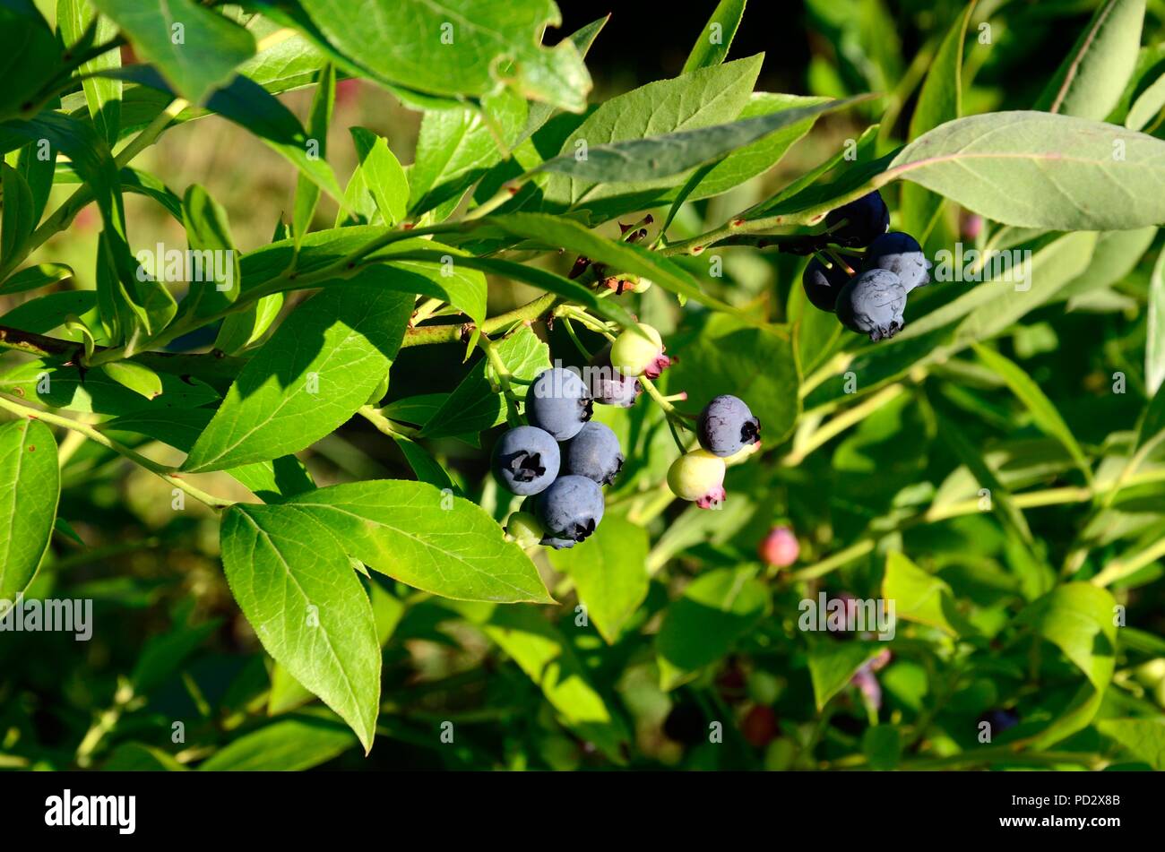 Blueberrries le mûrissement sur un buisson dans un jardin biologique Banque D'Images