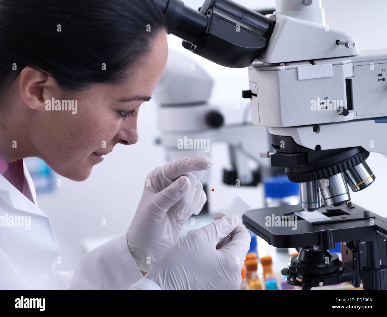 L'affichage scientifique échantillon sur lame de verre sous microscope Banque D'Images